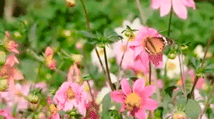 Fleurs et papillon, Sundar Nursery, New Delhi.